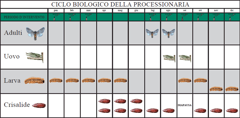 Ciclo biologico Processionaria