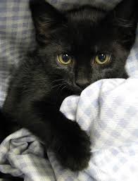 Gatto