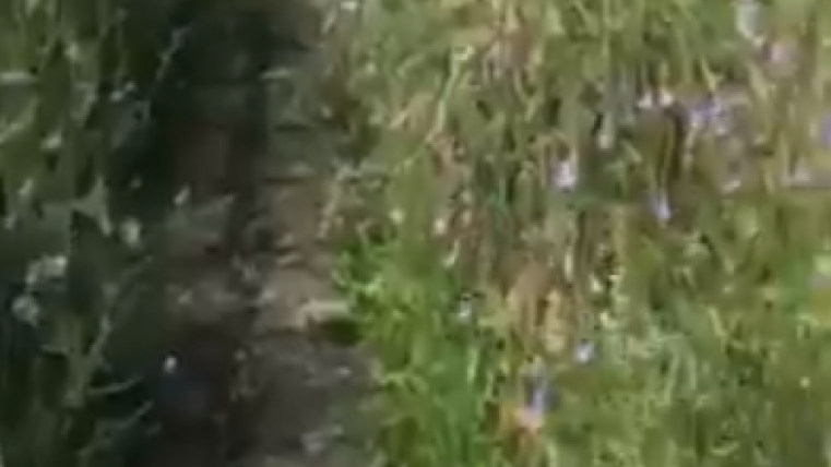 vergogna