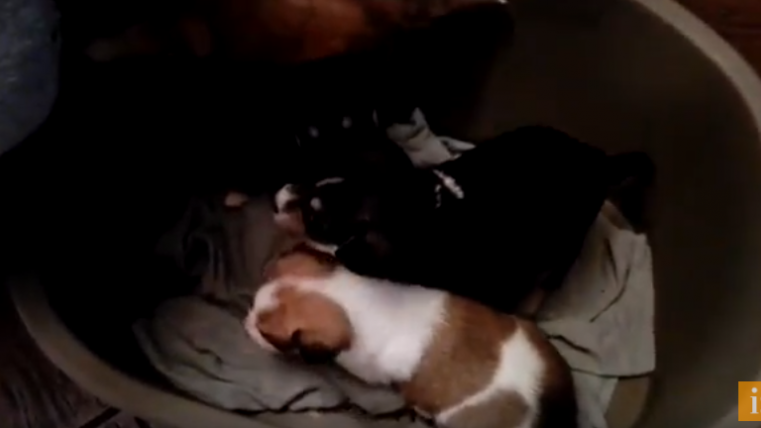 cani abbandonati Bellante
