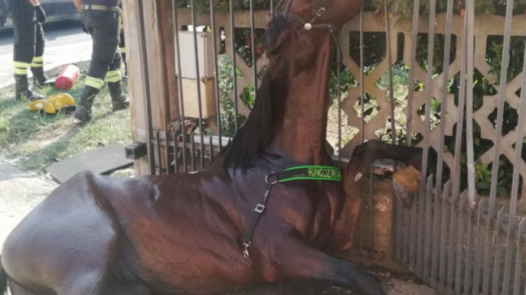 Cavallo