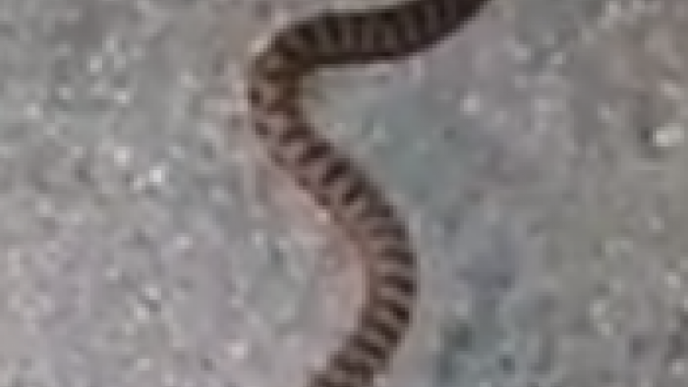 Vipera Aspis