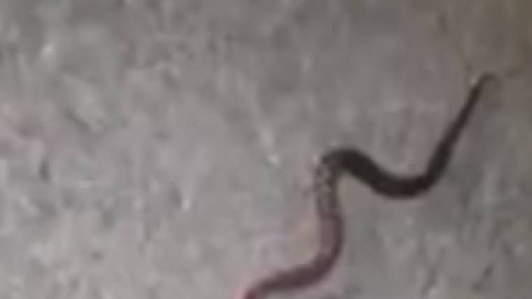 vipera