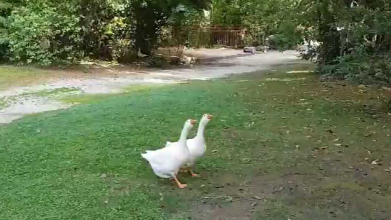 fdfdf