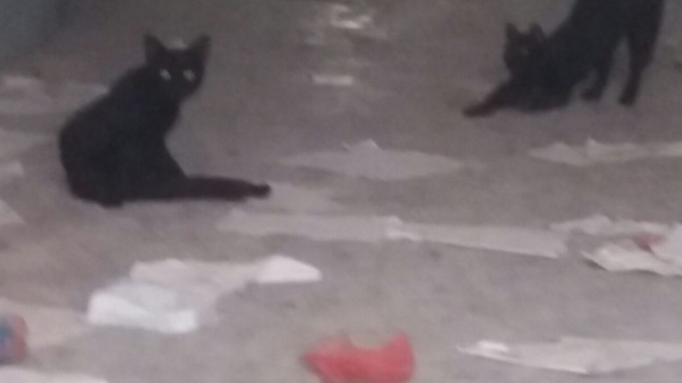 gatti