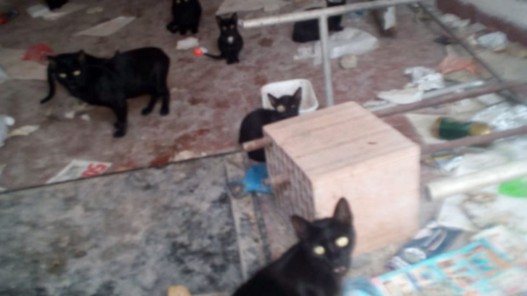 mici